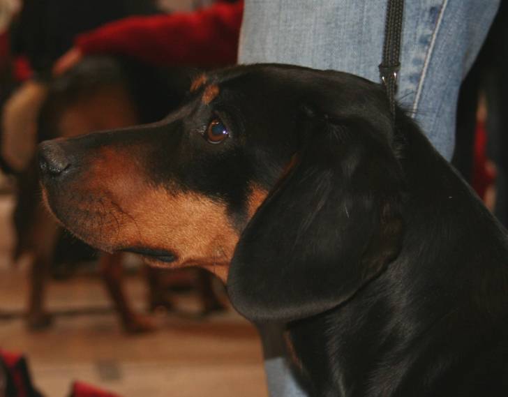 Photo Chien Courant Slovaque