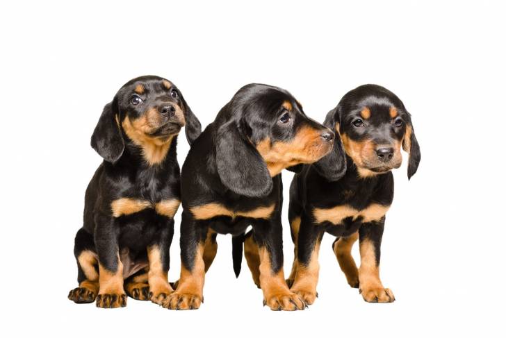 Photo Chien Courant Slovaque