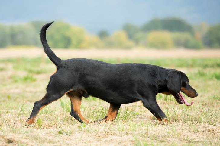 Photo Chien Courant Slovaque