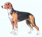 Chien Courant Tricolore Serbe - Chien Courant Tricolore Serbe