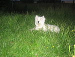 praline - West Highland White Terrier (5 ans)