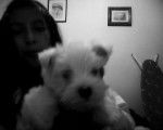 rocky - West Highland White Terrier Mâle (6 mois)