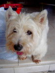 Laco - West Highland White Terrier Mâle (14 ans)