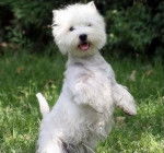 copito - West Highland White Terrier Mâle (3 ans)