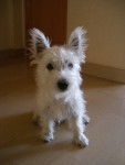 Caline - West Highland White Terrier (4 mois)