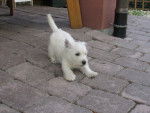 Nico - West Highland White Terrier Mâle (3 mois)