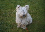 Brandy - West Highland White Terrier Mâle (3 ans)