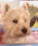 Lady - West Highland White Terrier (7 ans)