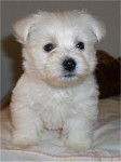 Guimauve - West Highland White Terrier Mâle (2 mois)