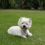 Guimauve - West Highland White Terrier Mâle (9 mois)