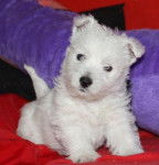 leo - West Highland White Terrier Mâle (11 mois)