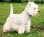 Sacha - West Highland White Terrier