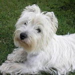 Manix - West Highland White Terrier Mâle (Autre)