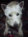 Sisco - West Highland White Terrier Mâle (9 ans)