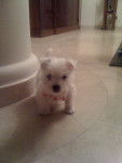 Sacha - West Highland White Terrier Mâle (2 mois)