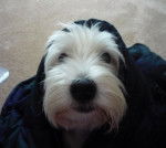 Scottie - West Highland White Terrier Mâle (2 ans)