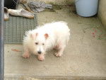 DJ - West Highland White Terrier Mâle (3 ans)