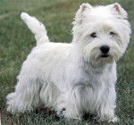 Max - West Highland White Terrier Mâle (4 ans)