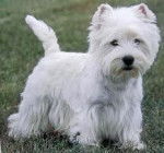 Sunday - West Highland White Terrier (5 ans)