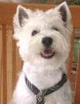 Aussie - West Highland White Terrier Mâle (7 ans)