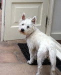 Willow - West Highland White Terrier (2 ans)