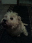 Lea - West Highland White Terrier (10 ans)