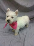 Starr - West Highland White Terrier (8 mois)