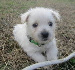 Starr as a baby - West Highland White Terrier (1 mois)