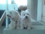 Nusty et Poupie - West Highland White Terrier Mâle (10 mois)