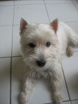 Azure - West Highland White Terrier Mâle (6 ans)