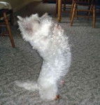 Luna - West Highland White Terrier (10 mois)