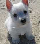 Luna - West Highland White Terrier (10 mois)