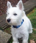 Luna - West Highland White Terrier (10 mois)