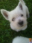 Luna - West Highland White Terrier (10 mois)