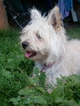 Oscar - West Highland White Terrier Mâle (4 ans)