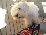 Parsifal - West Highland White Terrier Mâle (12 ans)
