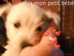 Era - West Highland White Terrier (5 mois)