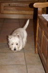 angus - West Highland White Terrier Mâle (1 mois)