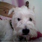 toby - West Highland White Terrier Mâle (7 ans)