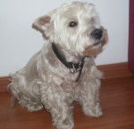 Joy - West Highland White Terrier Mâle (15 ans)