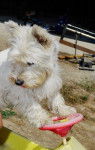 Effy - West Highland White Terrier (4 ans)