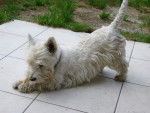 Effy - West Highland White Terrier (4 ans)