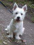 Salto - West Highland White Terrier
