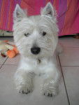 anakin - West Highland White Terrier Mâle (4 ans)