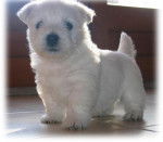filou - West Highland White Terrier (1 mois)