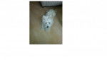 Sugus - West Highland White Terrier Mâle (2 ans)
