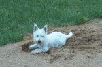 Rocky - West Highland White Terrier Mâle (3 ans)