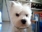 chico - West Highland White Terrier Mâle (3 ans)
