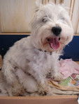 Apie - West Highland White Terrier (5 ans)