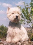 cannelle - West Highland White Terrier (3 ans)